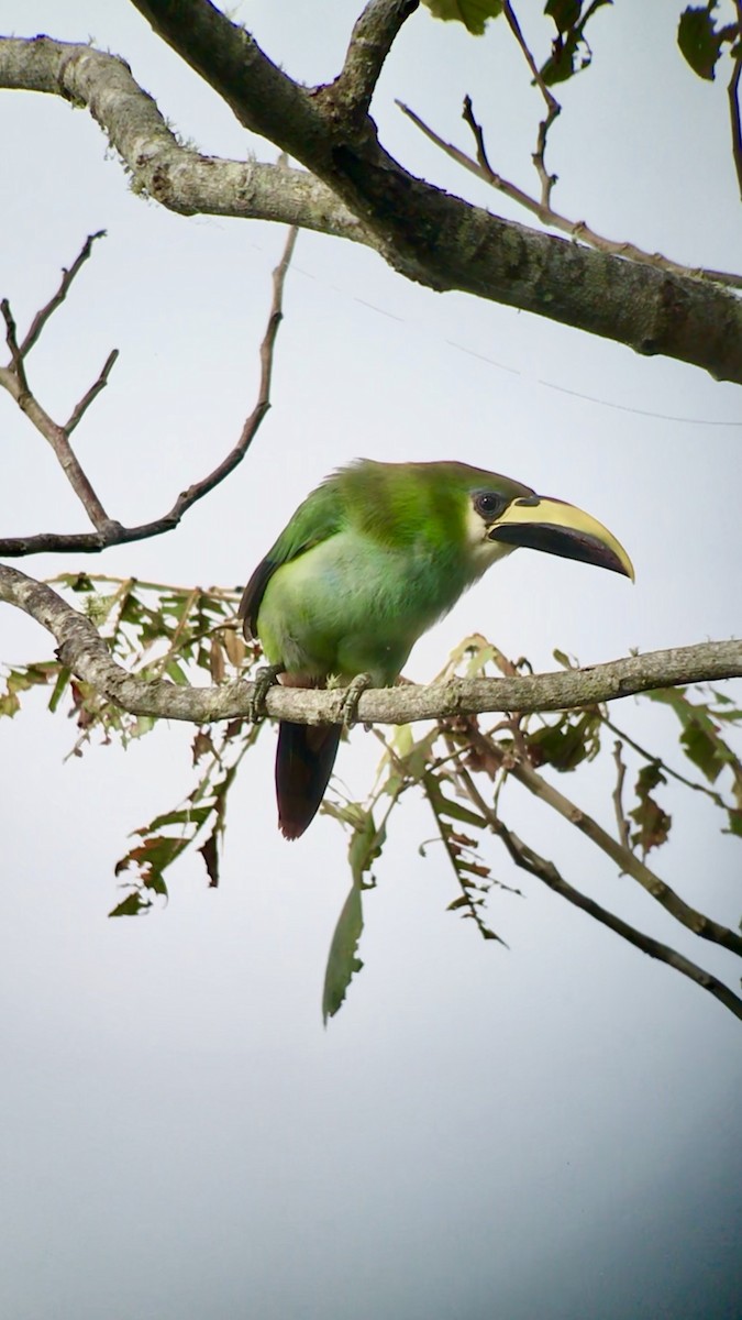 Northern Emerald-Toucanet - William Orellana (Beaks and Peaks)