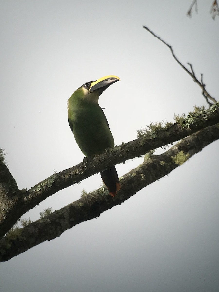 Northern Emerald-Toucanet - William Orellana (Beaks and Peaks)