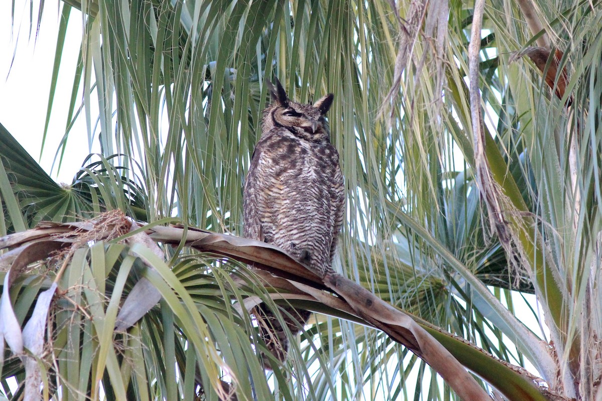 Great Horned Owl - ML73228881