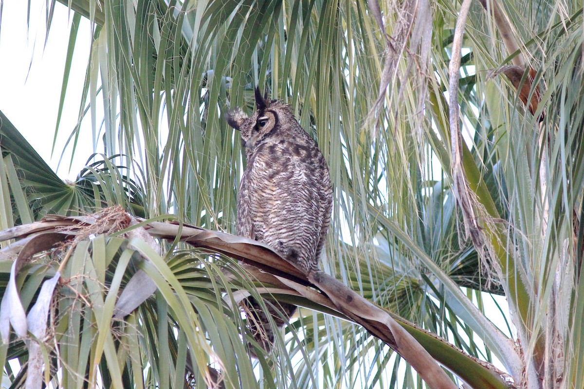 Great Horned Owl - ML73228891