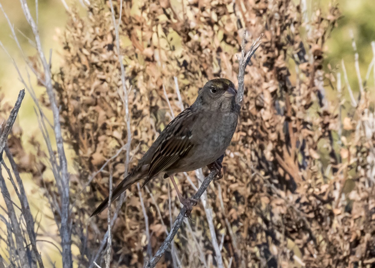 Golden-crowned Sparrow - ML73229941