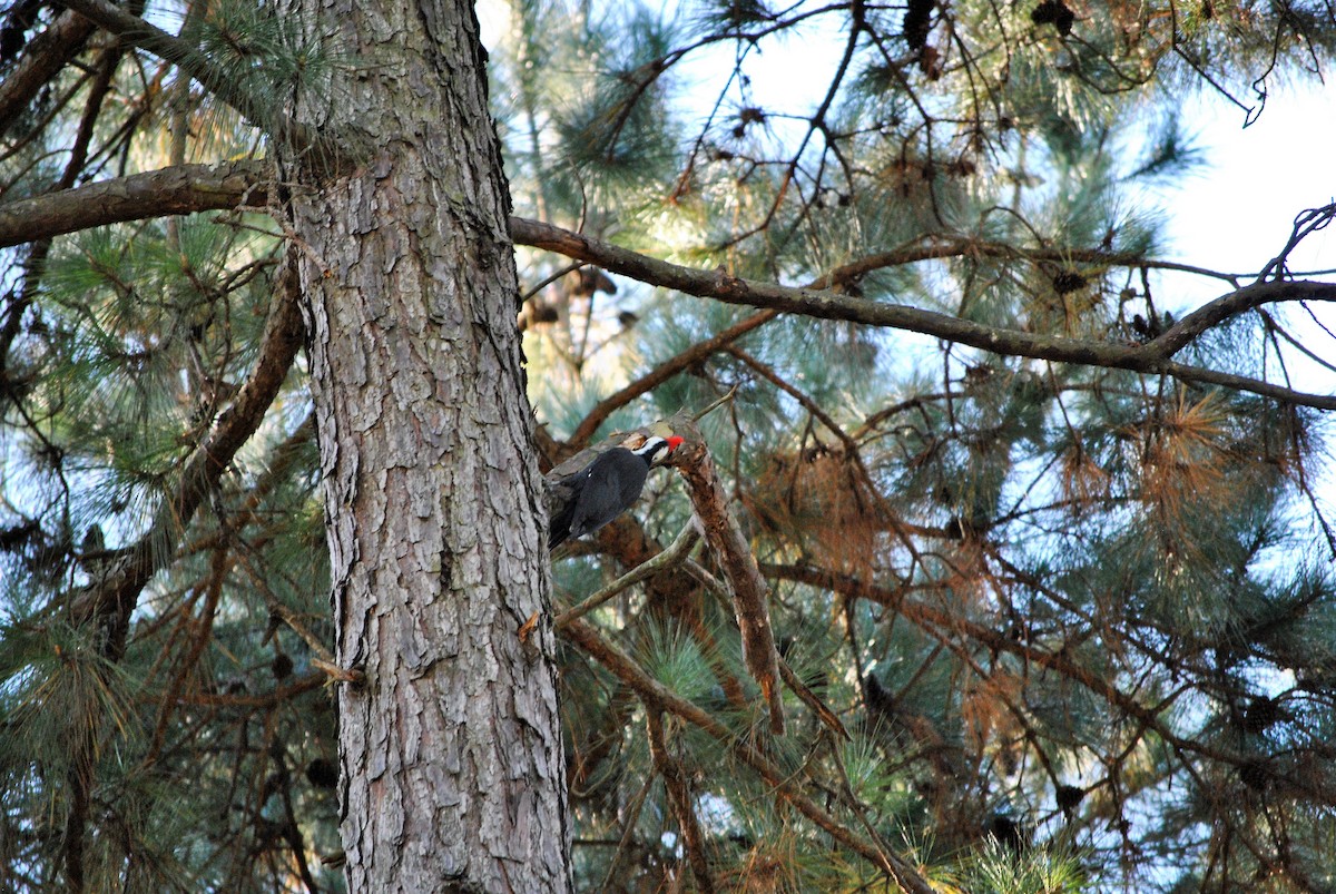 Pileated Woodpecker - ML73232161