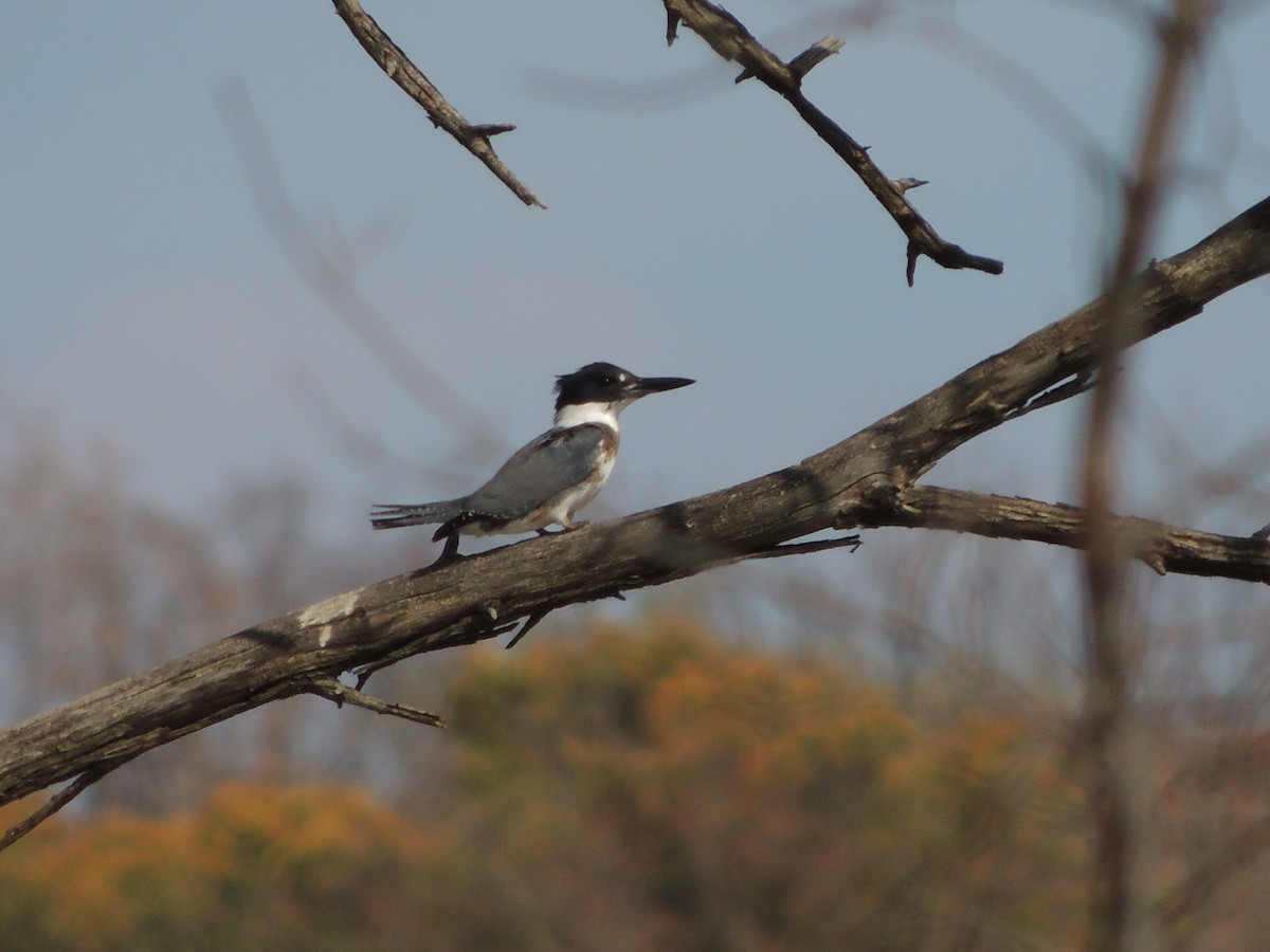 Belted Kingfisher - ML73232361