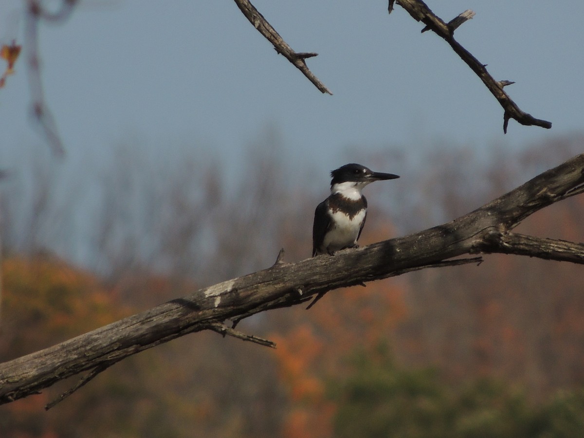 Belted Kingfisher - ML73232381