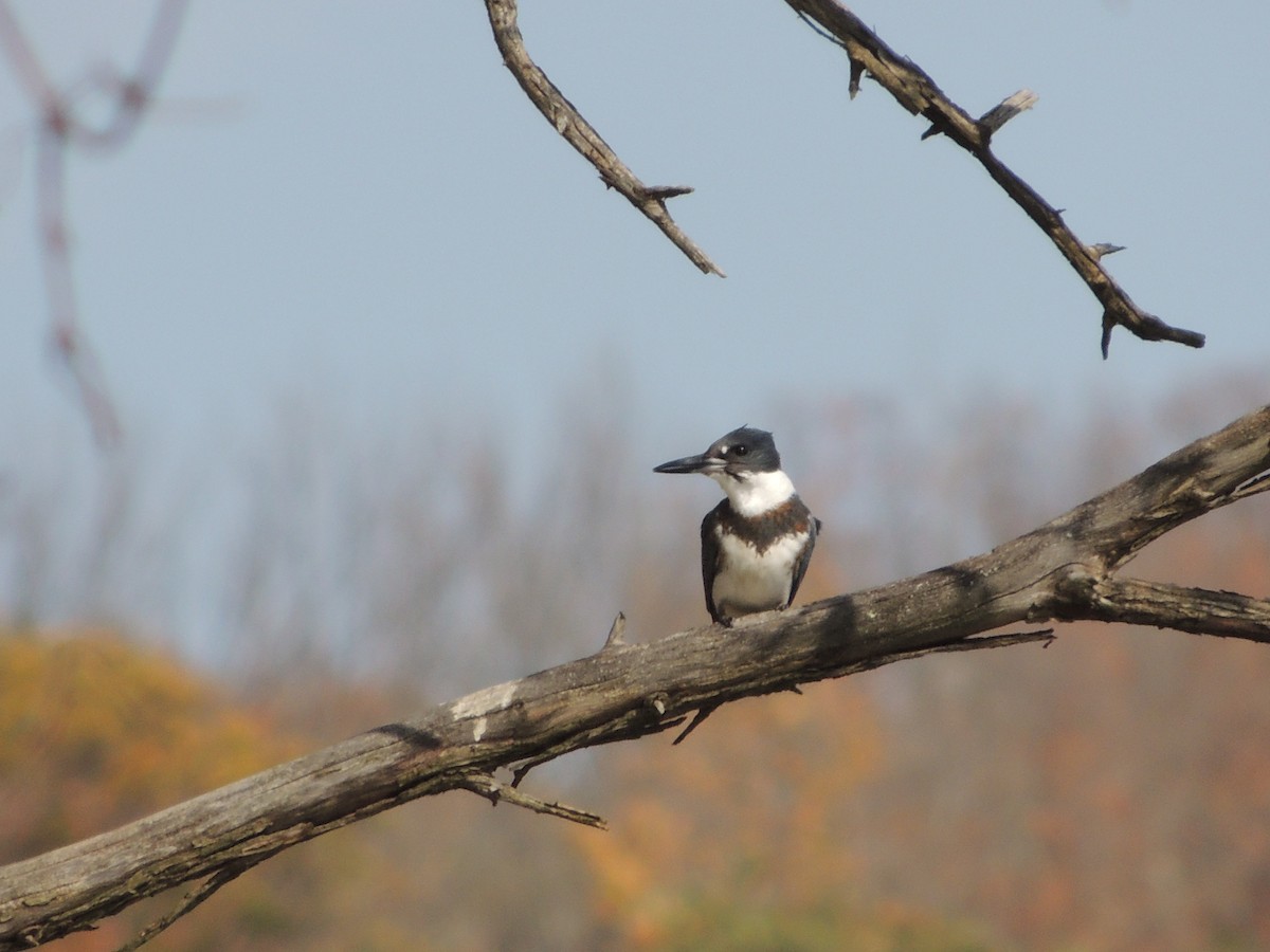 Belted Kingfisher - ML73232411