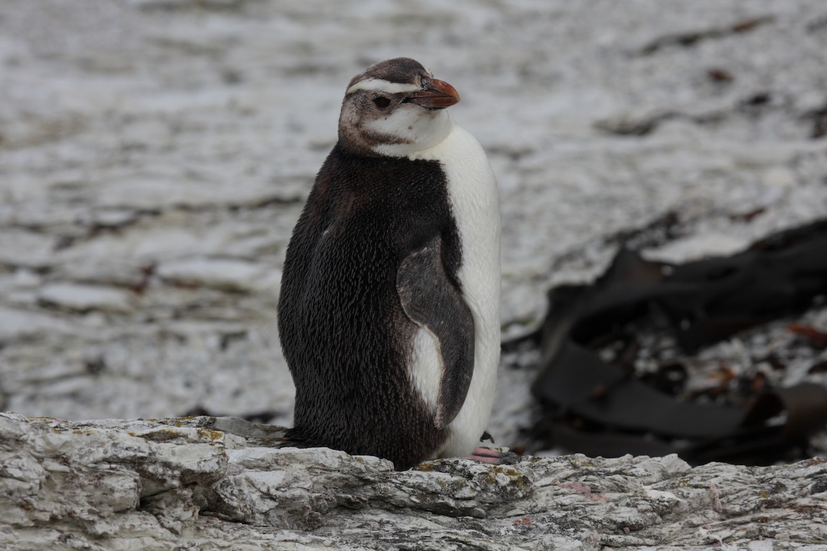 Fiordland Penguin - Peter Kappes