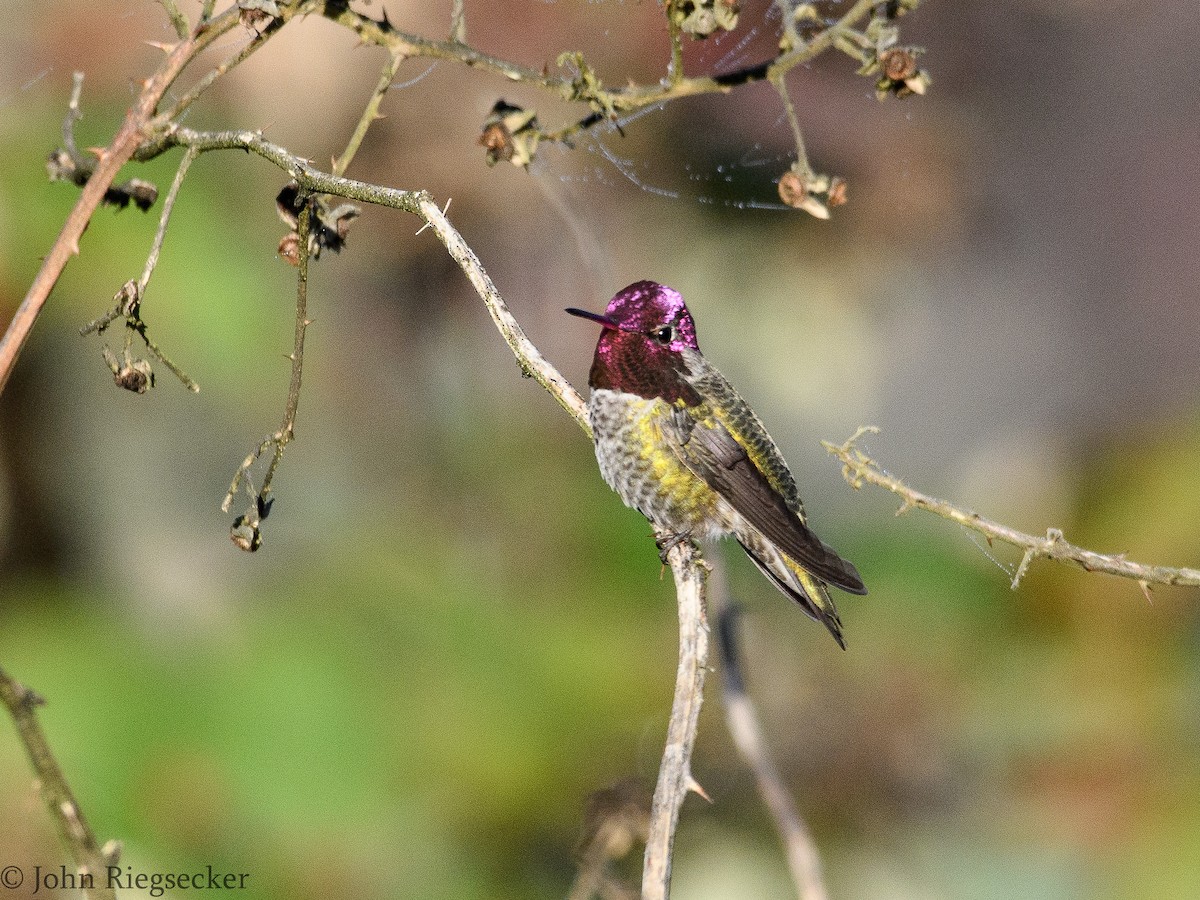 Anna's Hummingbird - John Riegsecker