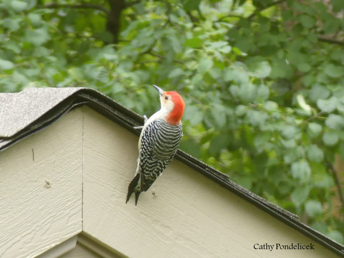 Red-bellied Woodpecker - ML73238041