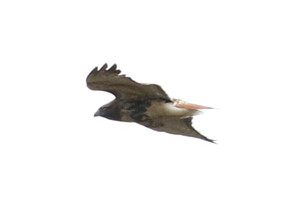 Red-tailed Hawk (abieticola) - ML73238421