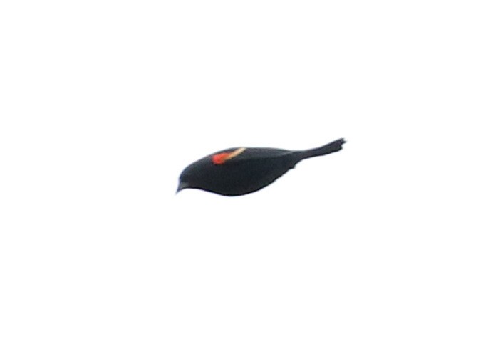 Red-winged Blackbird - ML73238801
