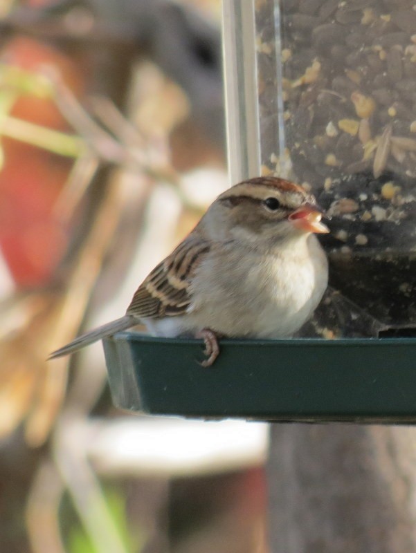 Chipping Sparrow - ML73240641
