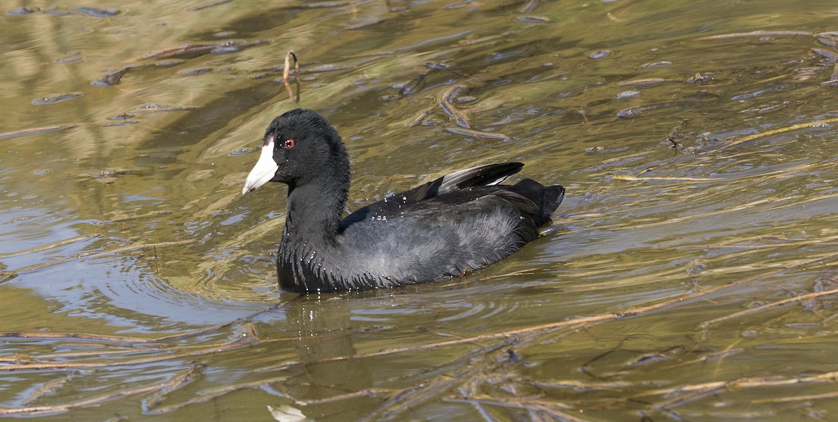 American Coot - Terry  Hurst