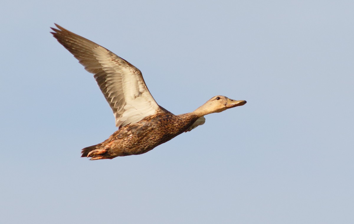 Mottled Duck - Mark Berney
