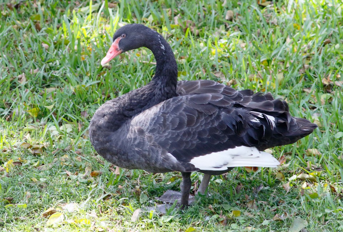 Black Swan - Mark Berney