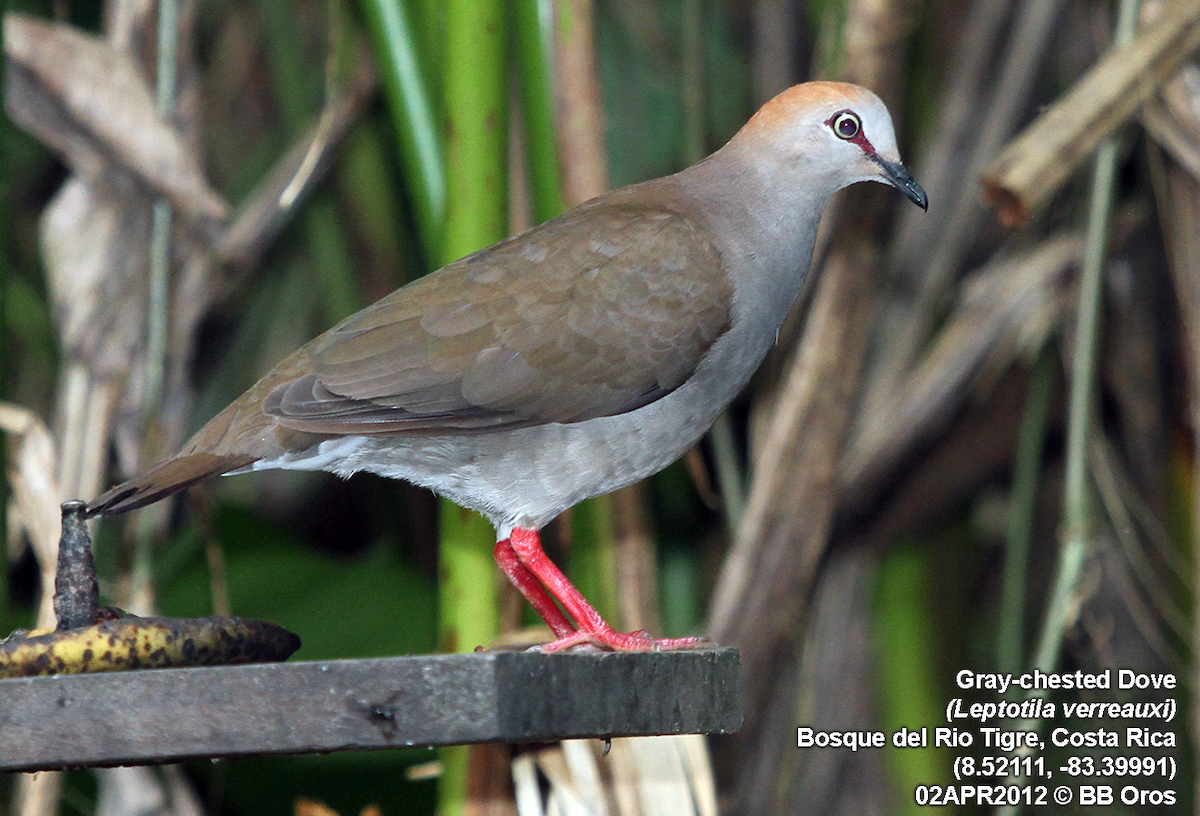 Gray-chested Dove - BB Oros