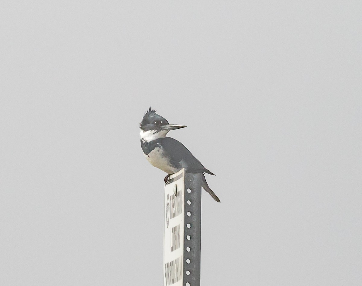 Belted Kingfisher - ML73251841