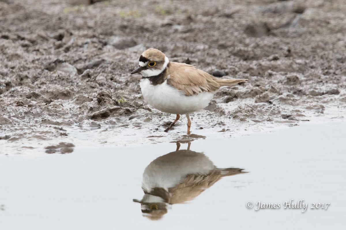 Little Ringed Plover - Jim Hully