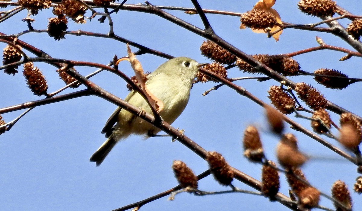 Ruby-crowned Kinglet - Candy Giles
