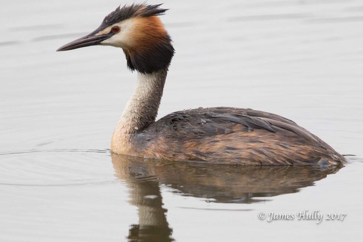 Great Crested Grebe - ML73254141