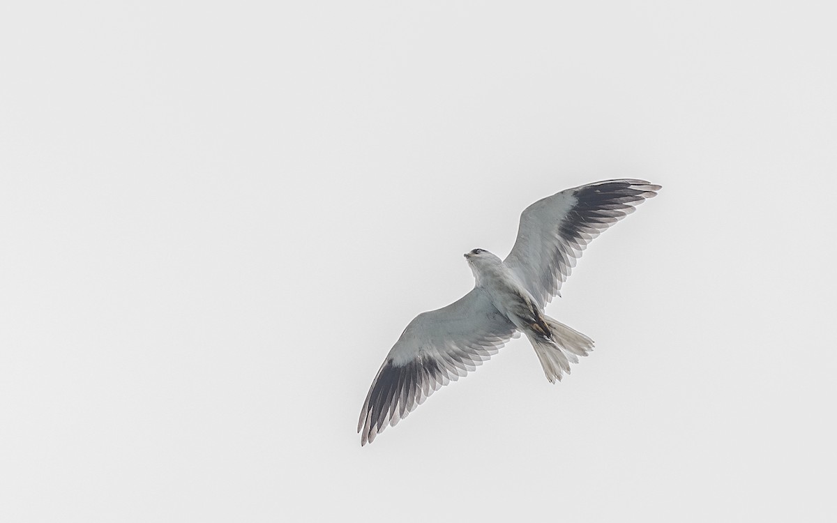 Black-winged Kite - John Clough