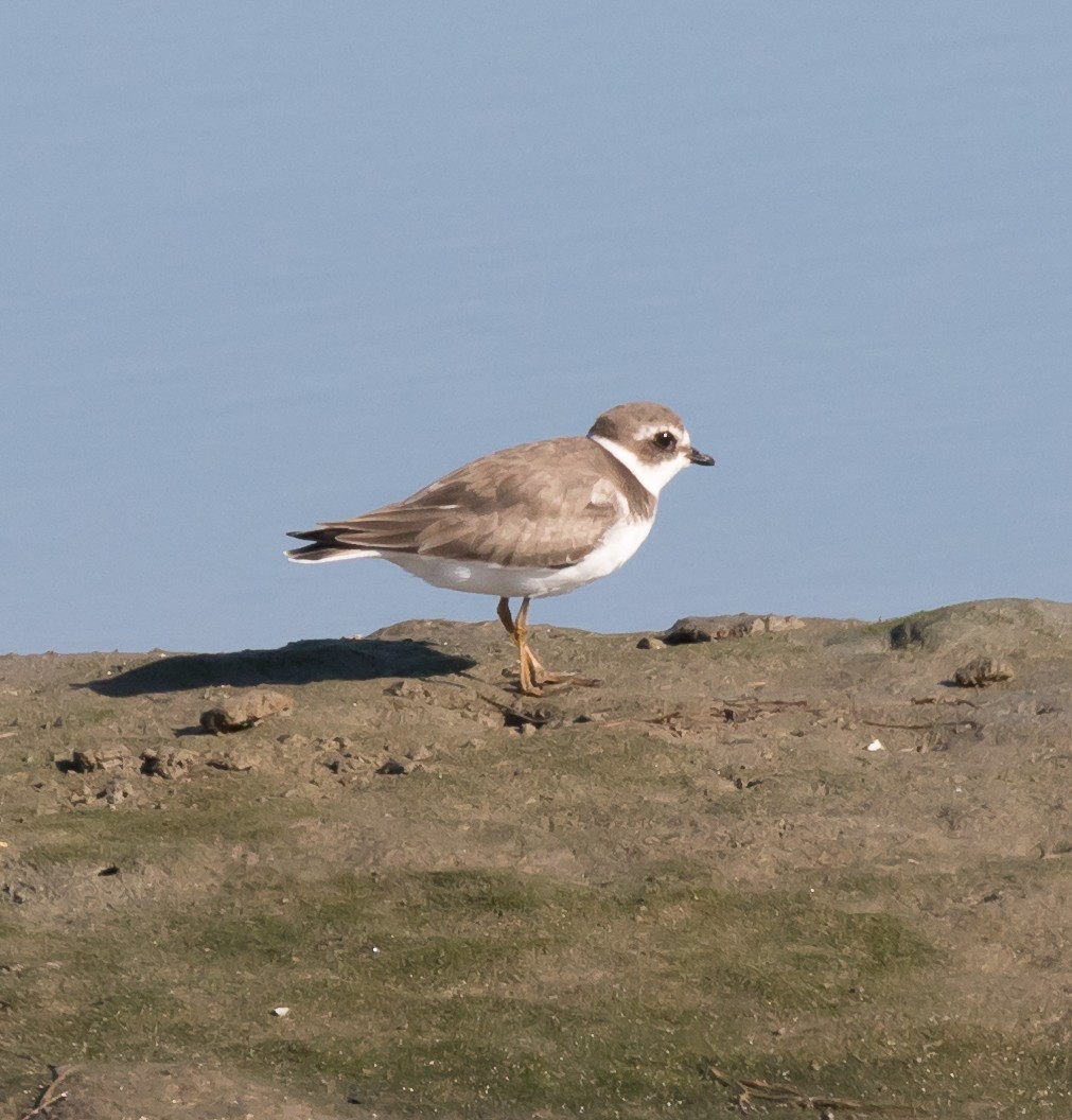 Semipalmated Plover - ML73260351