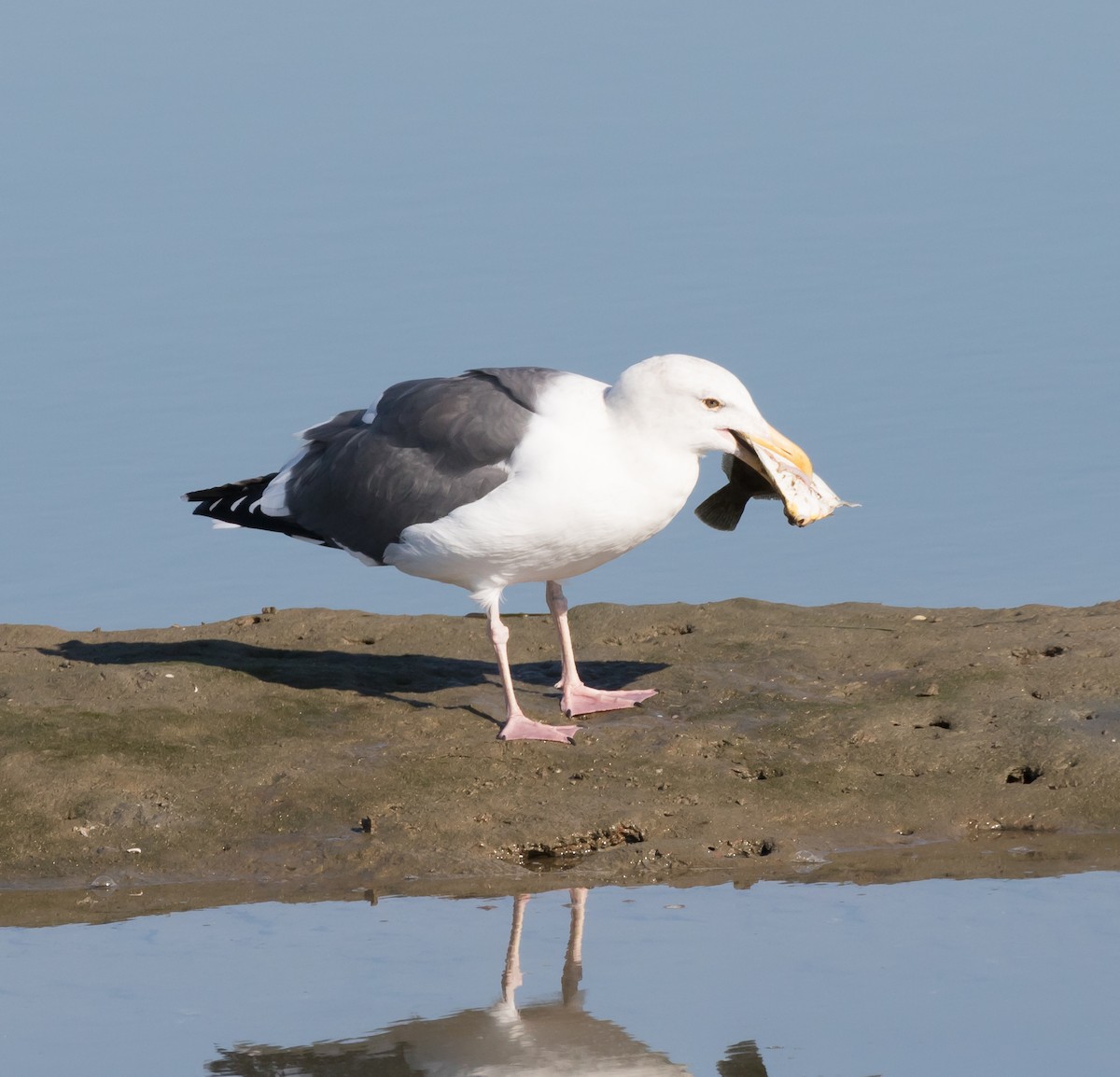Western Gull - Maury Swoveland