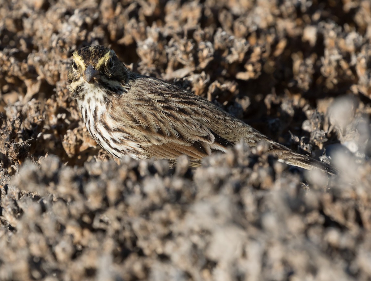 Savannah Sparrow - ML73260961