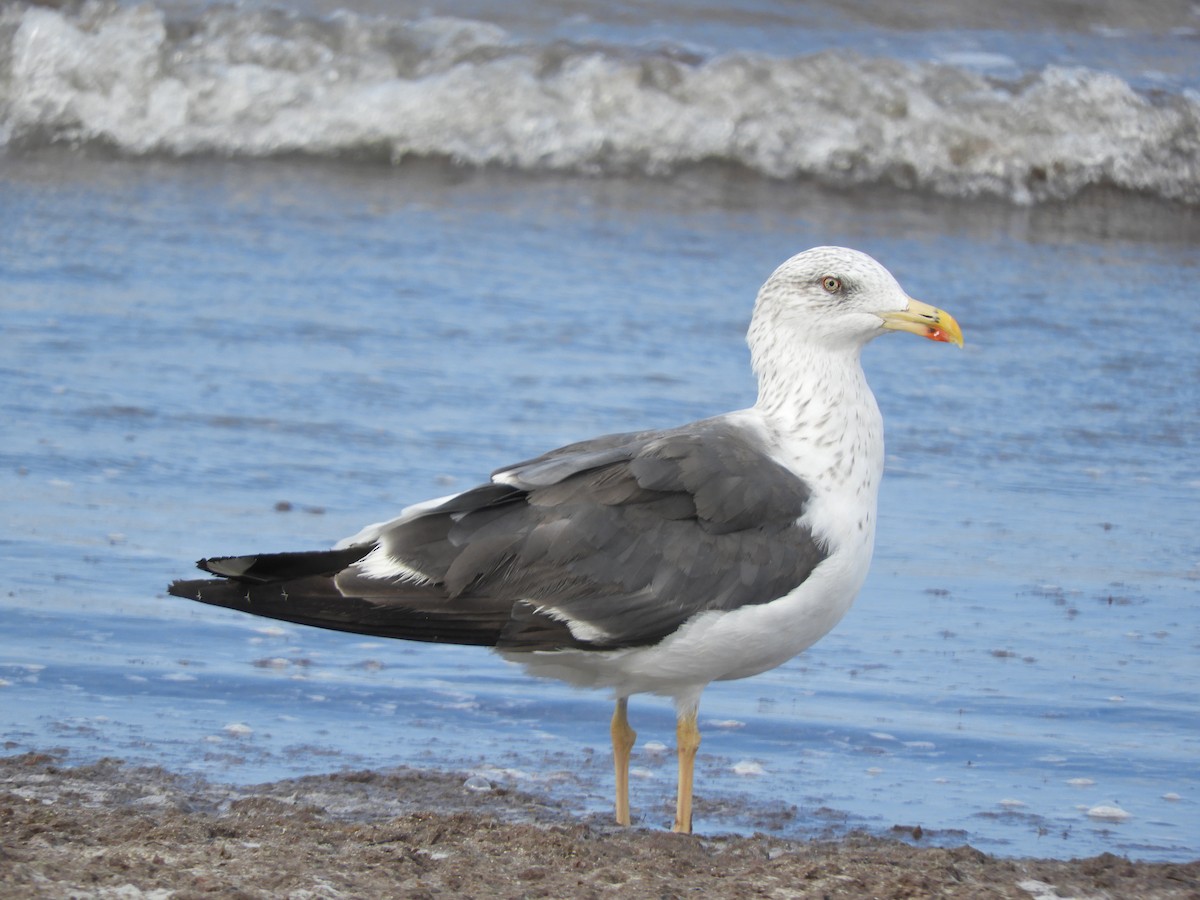 Lesser Black-backed Gull - Luis Trinchan
