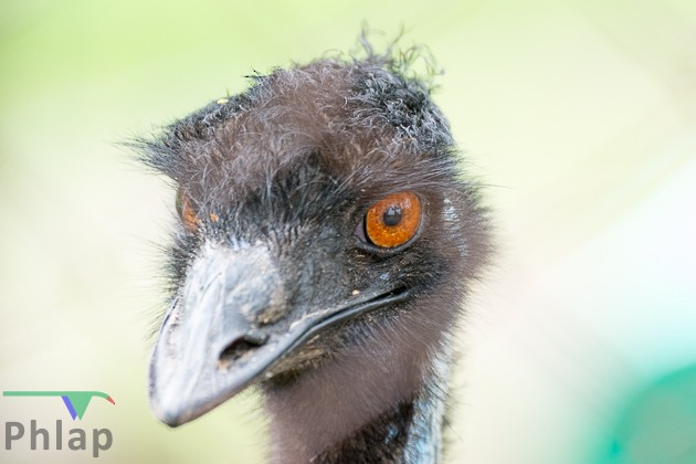 Emu - Rodney Appleby
