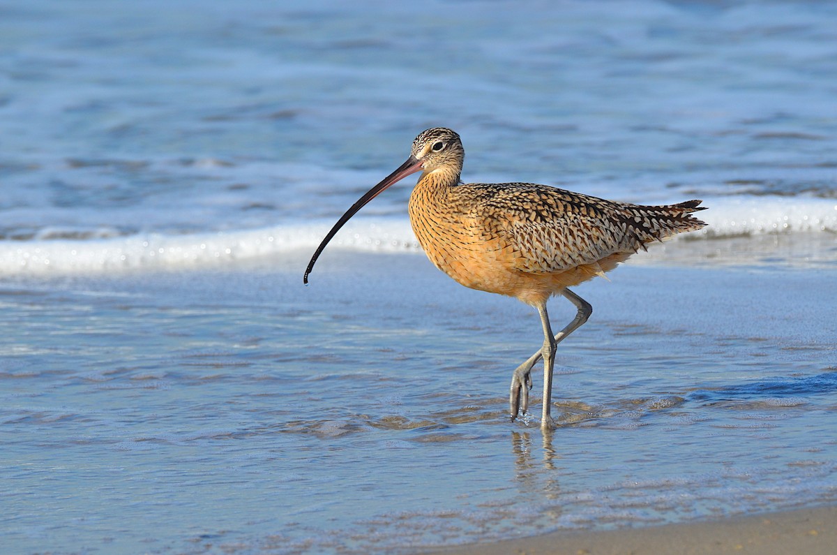 Long-billed Curlew - ML73266921