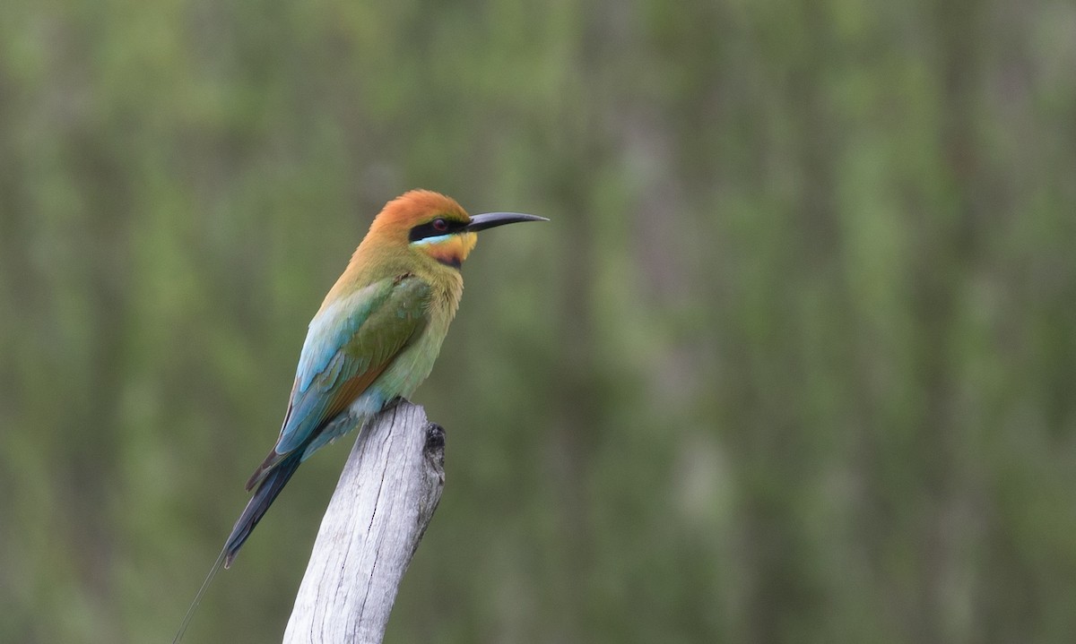 Rainbow Bee-eater - ML73267871