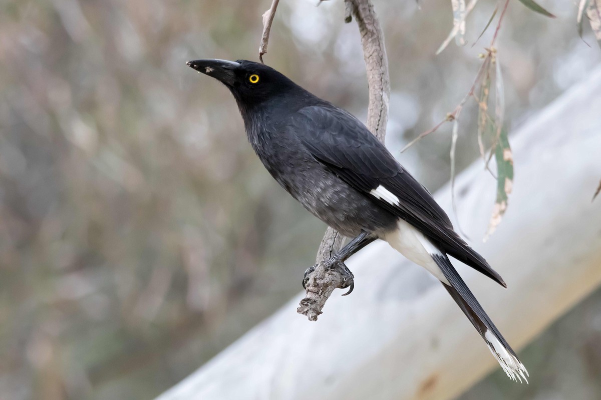Pied Currawong - ML73267911