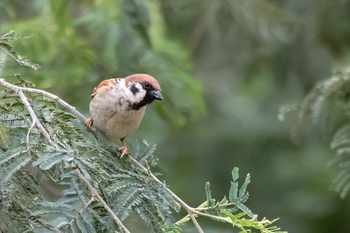 Eurasian Tree Sparrow - ML73267931