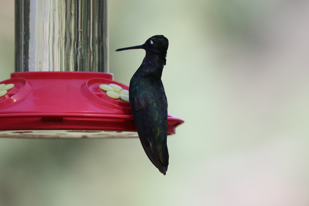 Rivoli's Hummingbird - Bob Friedrichs