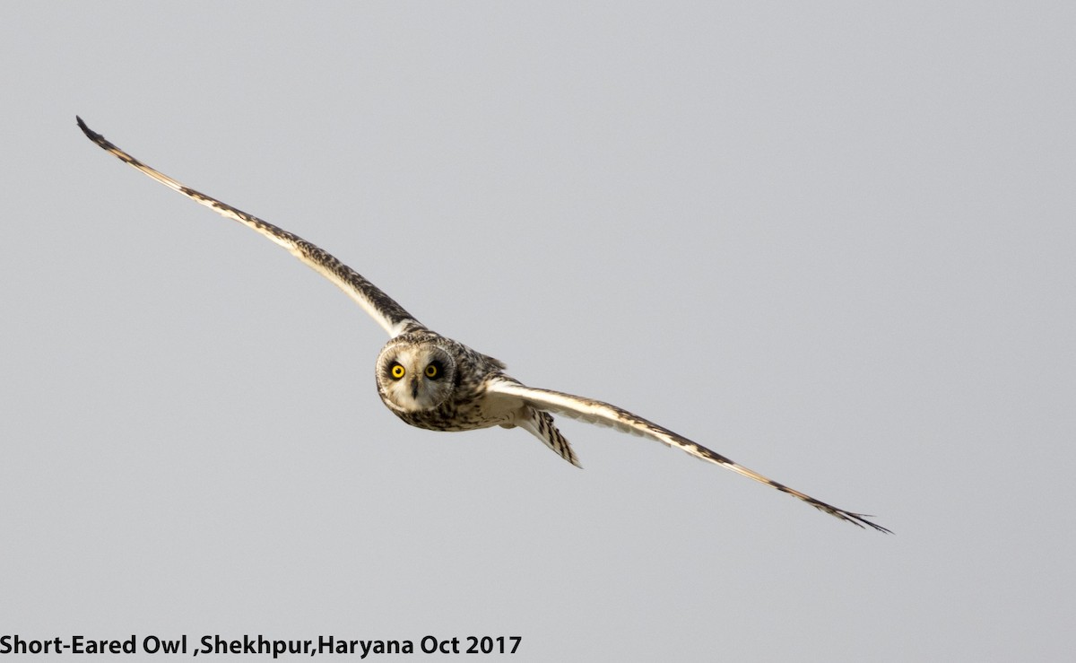 Short-eared Owl - Mohit Mehta