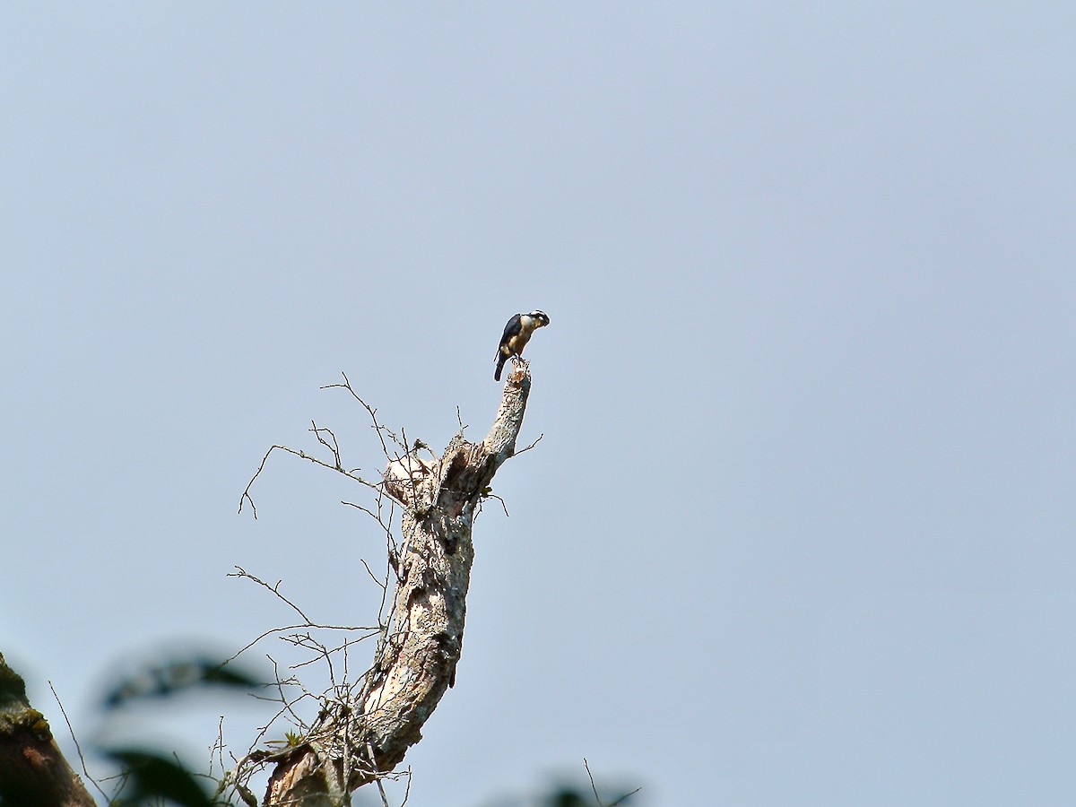 Black-thighed Falconet - wengchun malaysianbirder