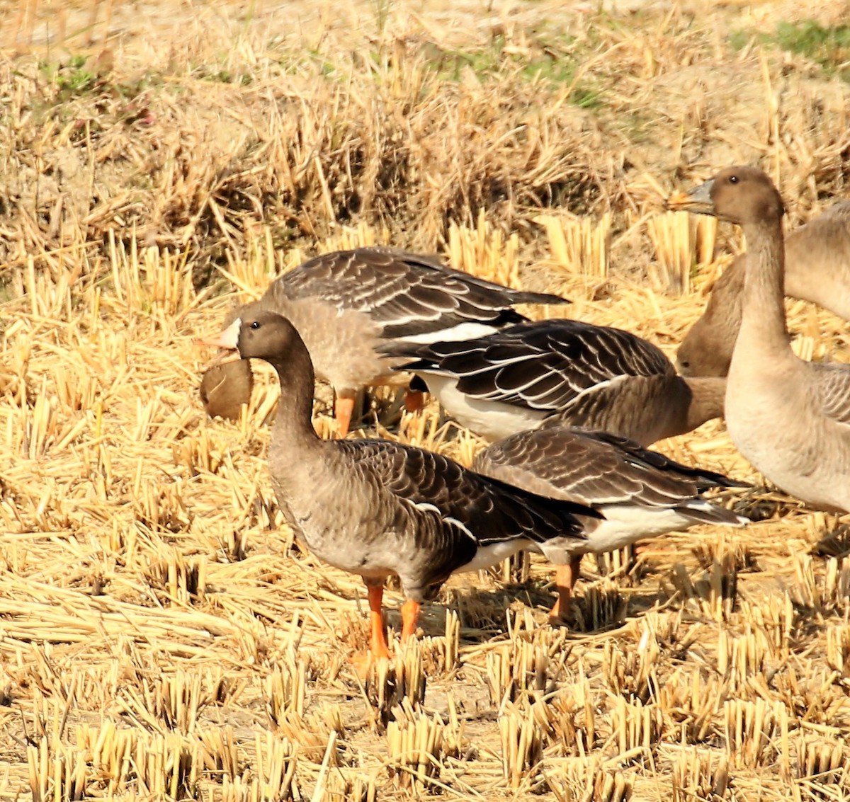 Greater White-fronted Goose - Todd Hull