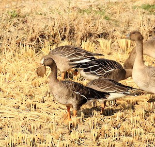 Greater White-fronted Goose, ML73273901
