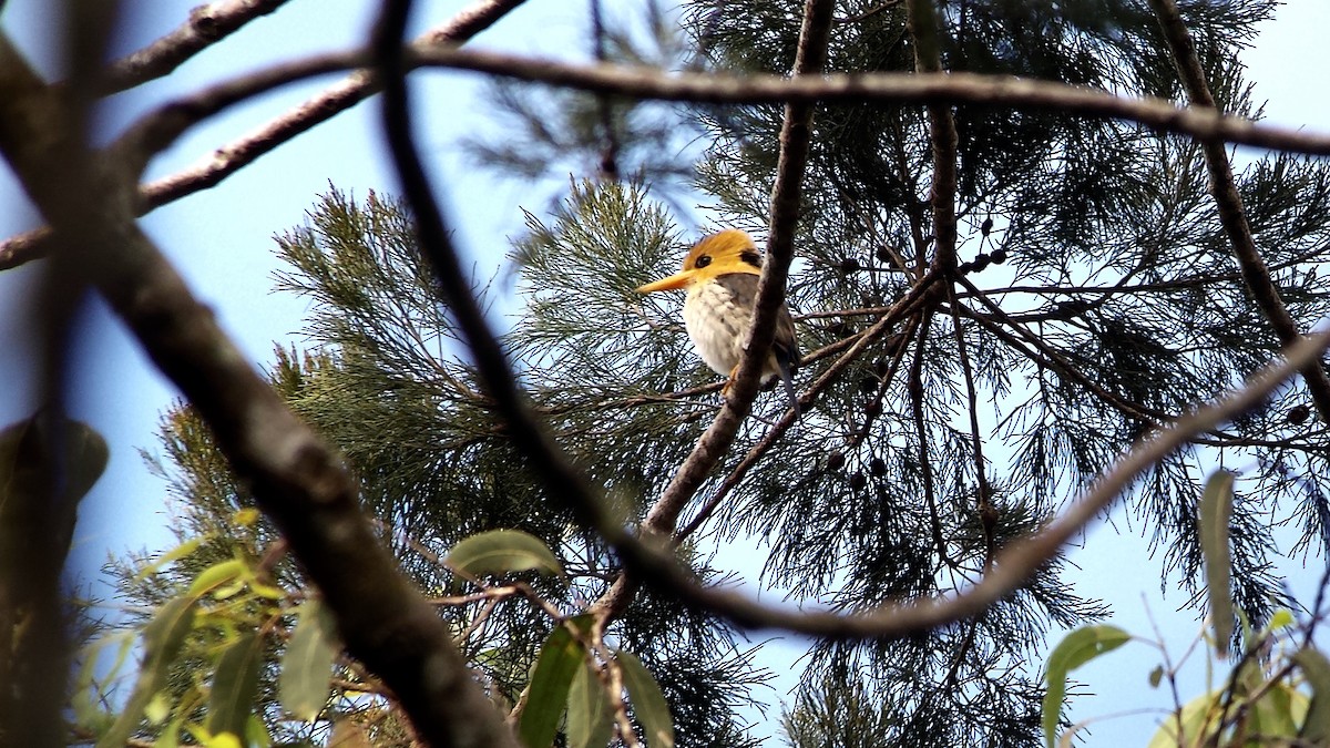 Yellow-billed Kingfisher - Jay VanderGaast
