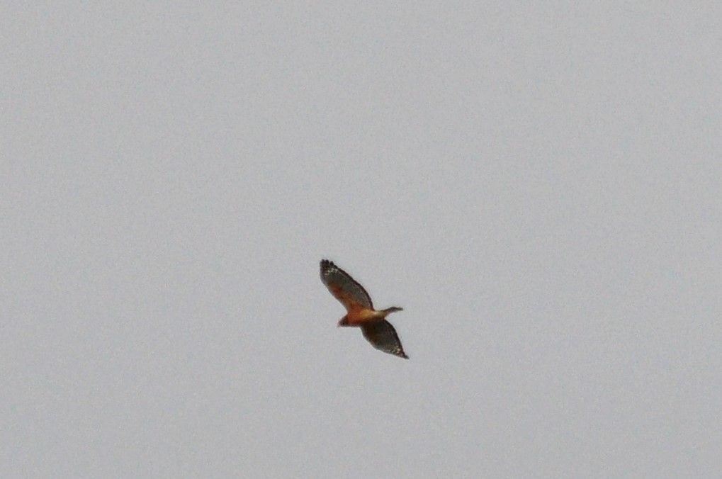 Red-shouldered Hawk - Terri Kershaw