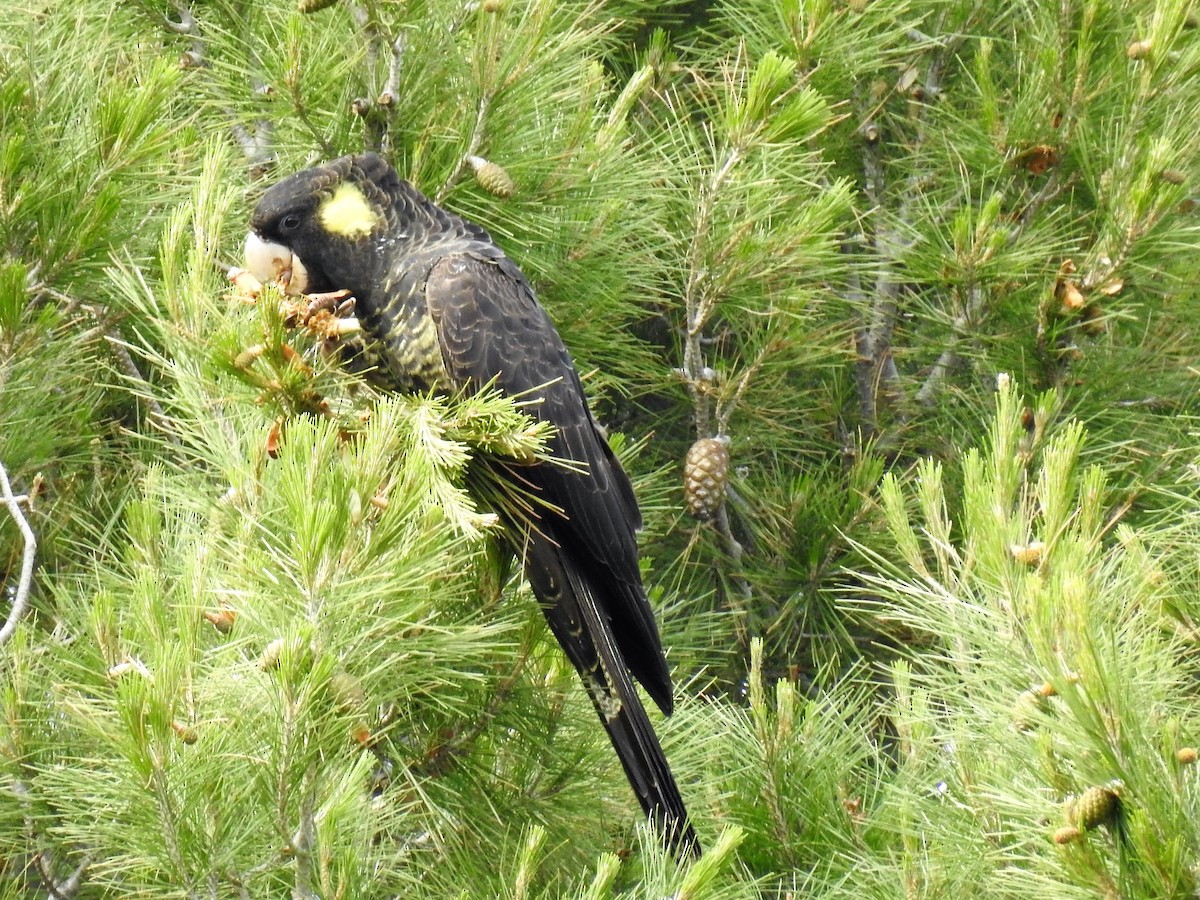 Yellow-tailed Black-Cockatoo - Sue Lee