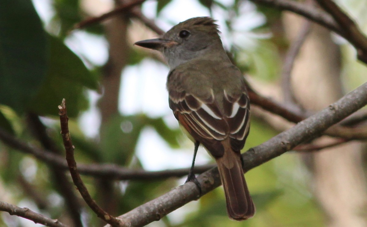 Great Crested Flycatcher - ML73277771