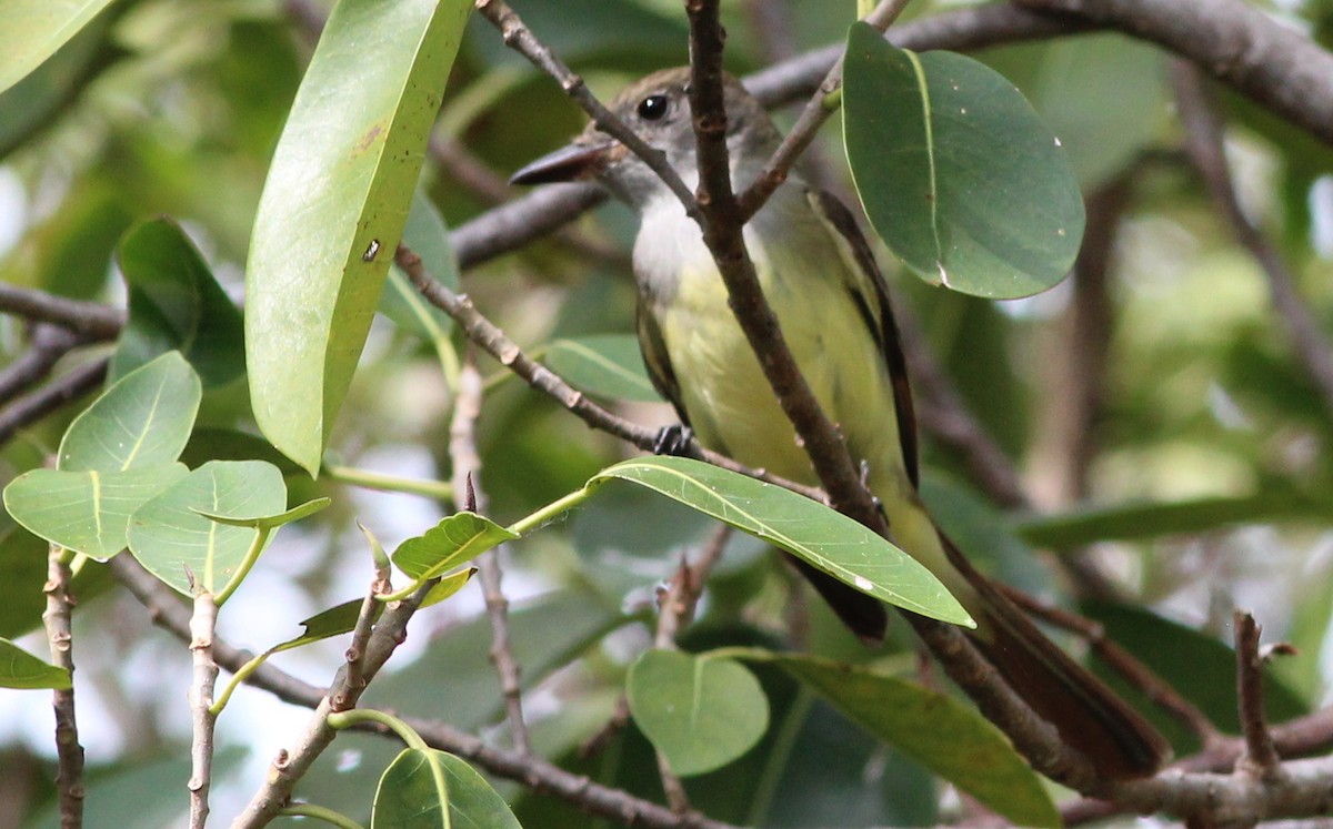 Great Crested Flycatcher - ML73277781