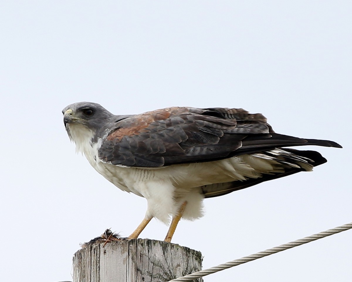 White-tailed Hawk - joan garvey