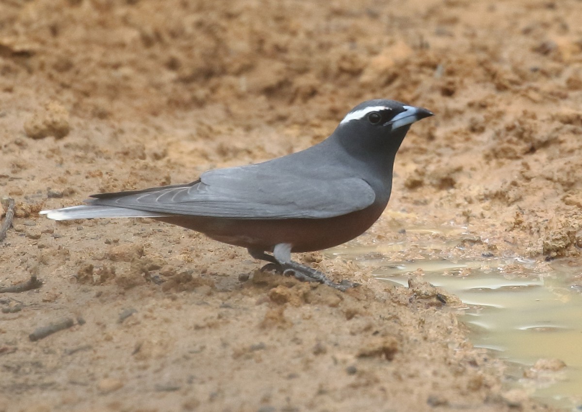 White-browed Woodswallow - ML73279261