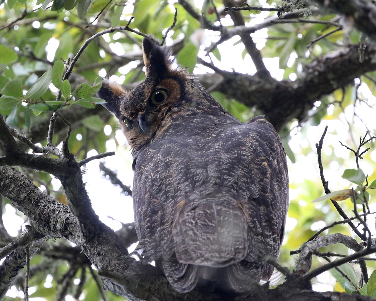 Great Horned Owl - joan garvey