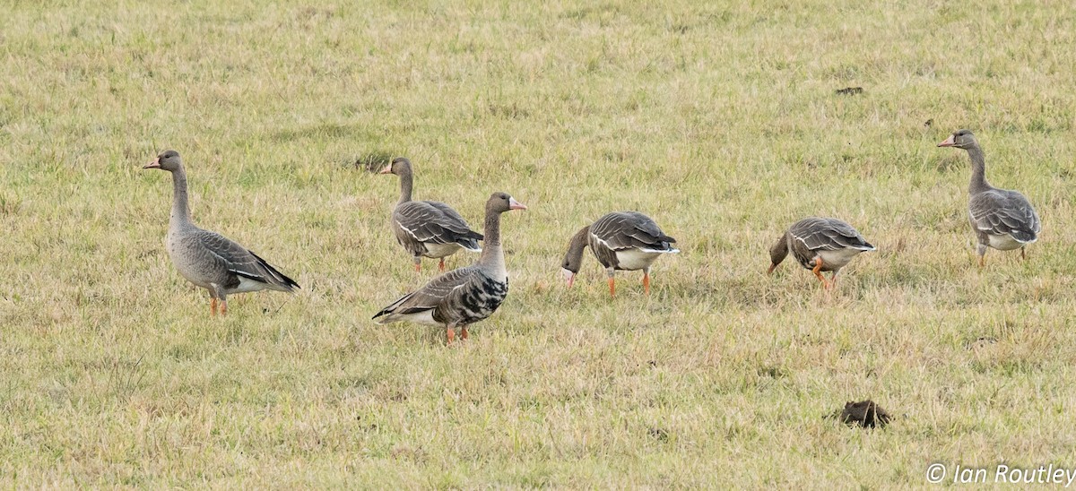 Greater White-fronted Goose - ML73282561