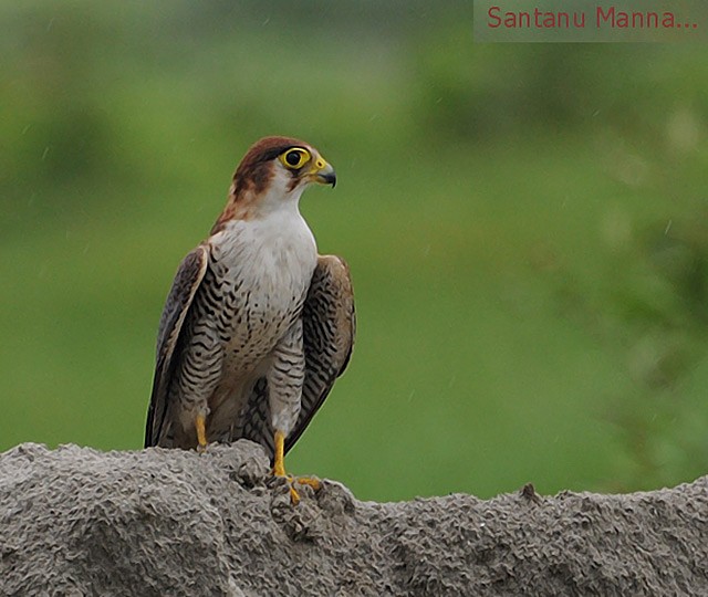 Red-necked Falcon - Santanu Manna