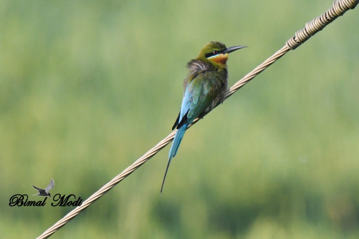 Blue-tailed Bee-eater - ML73287001