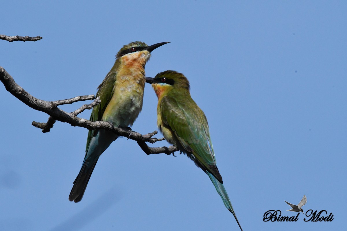 Blue-tailed Bee-eater - ML73287041